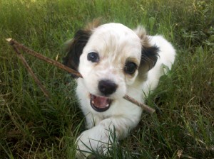 Griff Cocker Spaniel / Chihuahua at 7 weeks old