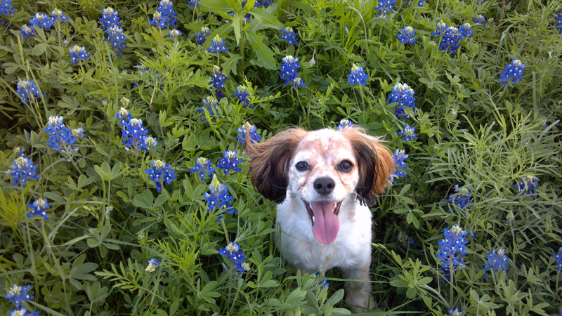 Griff in the Bluebonnets