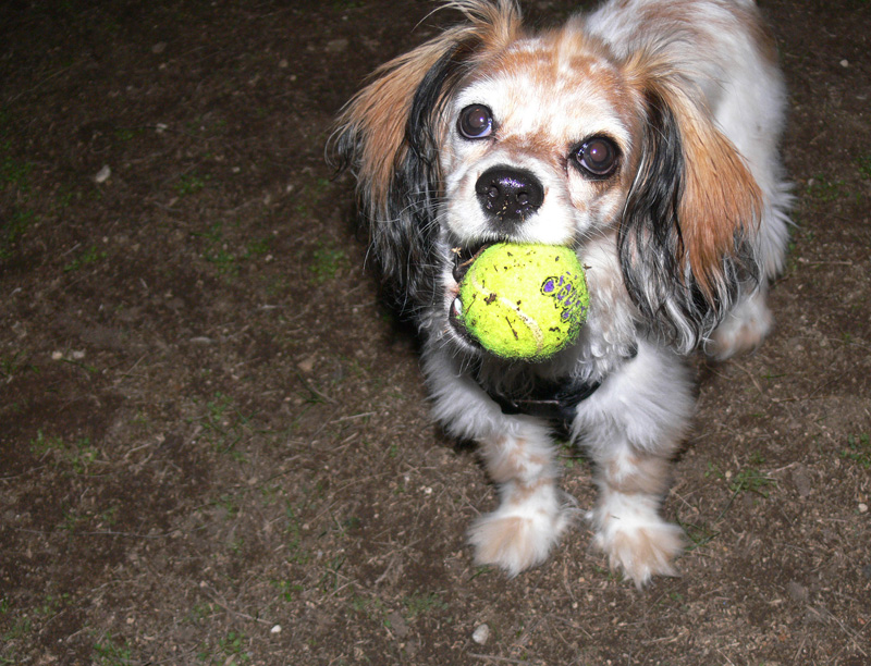 Griff at the Dog Park