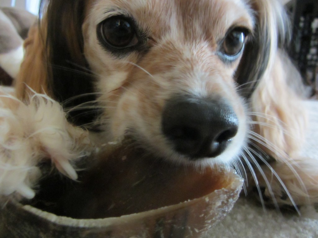 Chewing on a Hoof