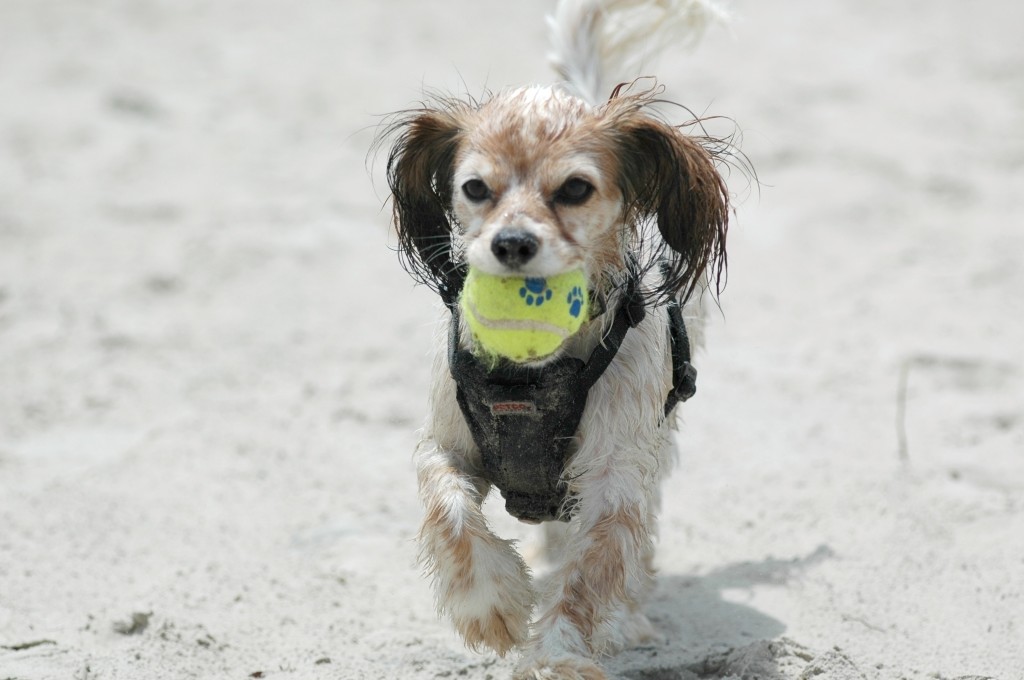 Fetch on the Beach