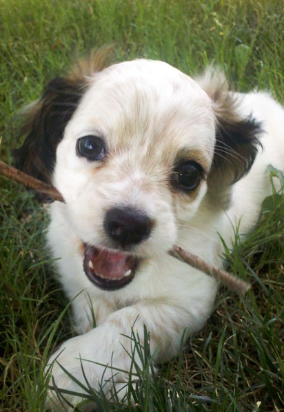 Playing in the grass