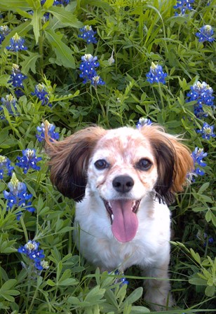 In the bluebonnets