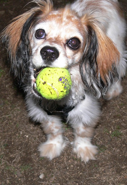 Playing at the dog park