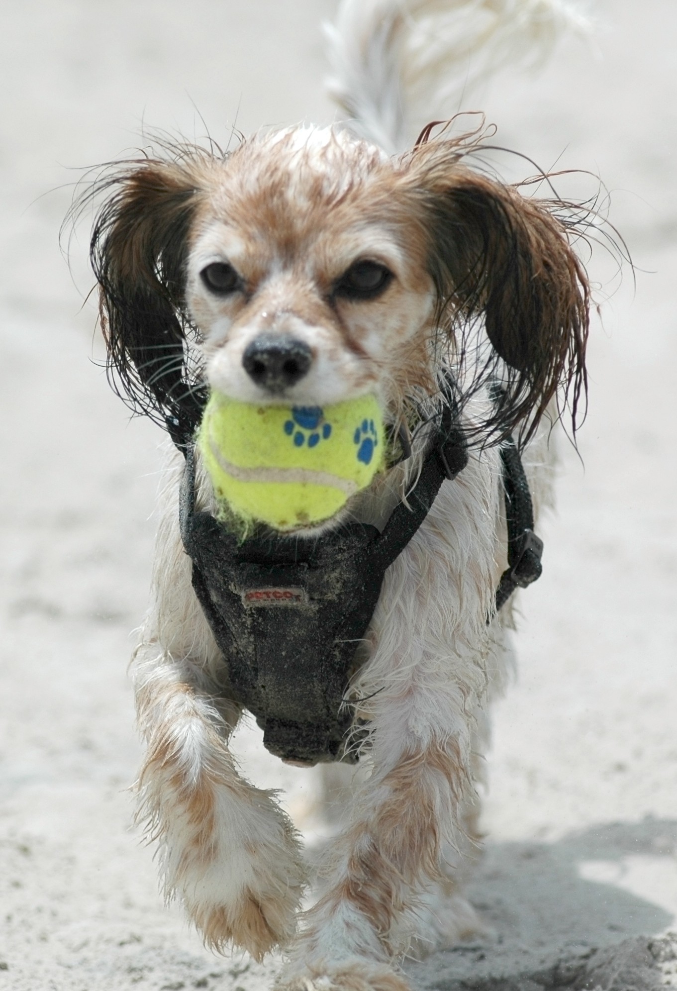 Fetch on the Beach